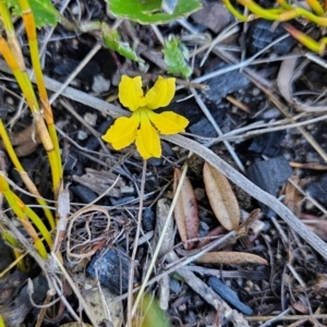 Goodenia hederacea subsp. alpestris at Namadgi National Park - 5 Dec 2023