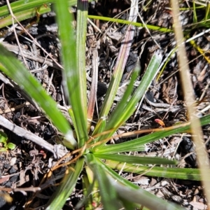 Celmisia sp. Pulchella (M.Gray & C.Totterdell 7079) Australian National Herbarium at Namadgi National Park - 5 Dec 2023