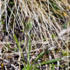 Celmisia sp. Pulchella (M.Gray & C.Totterdell 7079) Australian National Herbarium at Namadgi National Park - 5 Dec 2023