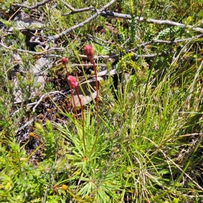 Stylidium montanum (alpine triggerplant) at Namadgi National Park - 5 Dec 2023 by BethanyDunne