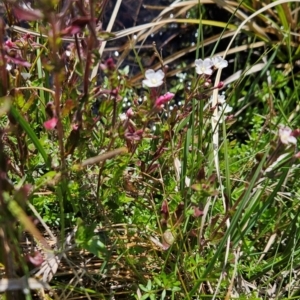 Epilobium gunnianum at Namadgi National Park - 5 Dec 2023