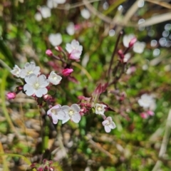 Epilobium gunnianum at Namadgi National Park - 5 Dec 2023