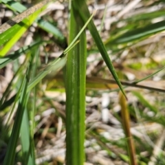 Hierochloe redolens at Namadgi National Park - 5 Dec 2023