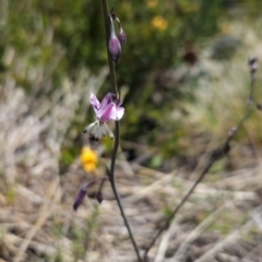 Arthropodium milleflorum (Vanilla Lily) at Namadgi National Park - 5 Dec 2023 by BethanyDunne