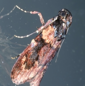 Araeopaschia (genus) at Ainslie, ACT - 4 Dec 2023 10:25 PM