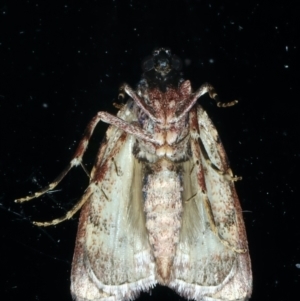 Araeopaschia (genus) at Ainslie, ACT - 4 Dec 2023 10:25 PM