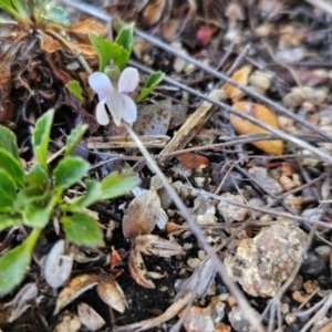 Viola improcera at Namadgi National Park - 5 Dec 2023