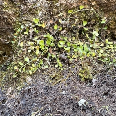 Asplenium flabellifolium (Necklace Fern) at Namadgi National Park - 5 Dec 2023 by nathkay