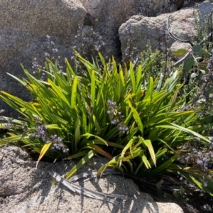 Dianella tasmanica at Namadgi National Park - 5 Dec 2023