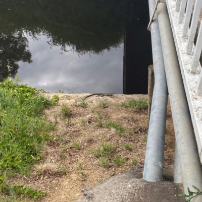 Intellagama lesueurii howittii (Gippsland Water Dragon) at Sullivans Creek, Acton - 5 Dec 2023 by teeniiee