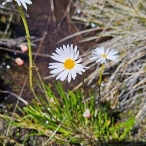 Brachyscome obovata at Namadgi National Park - 5 Dec 2023