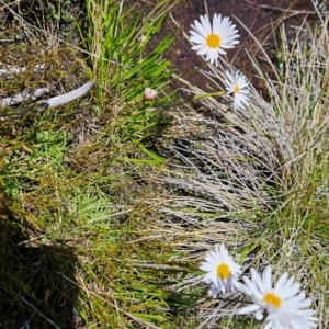 Brachyscome obovata at Namadgi National Park - 5 Dec 2023