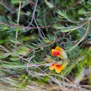 Pultenaea fasciculata at Namadgi National Park - 5 Dec 2023 12:10 PM