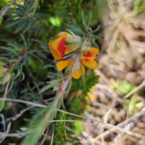 Pultenaea fasciculata at Namadgi National Park - 5 Dec 2023 12:10 PM