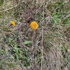 Craspedia aurantia var. aurantia (Orange Billy Buttons) at Namadgi National Park - 5 Dec 2023 by BethanyDunne