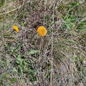 Craspedia aurantia var. aurantia at Namadgi National Park - suppressed