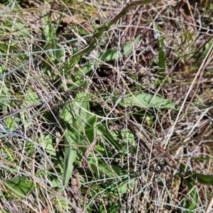 Craspedia aurantia var. aurantia at Namadgi National Park - suppressed