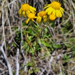 Senecio pinnatifolius var. alpinus at Namadgi National Park - 5 Dec 2023 by BethanyDunne