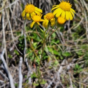 Senecio pinnatifolius var. alpinus at Namadgi National Park - 5 Dec 2023