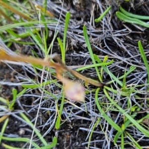 Brachyscome radicans at Namadgi National Park - 5 Dec 2023 12:12 PM