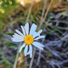 Brachyscome radicans at Namadgi National Park - 5 Dec 2023 12:12 PM