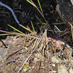 Deyeuxia sp. at Namadgi National Park - 5 Dec 2023