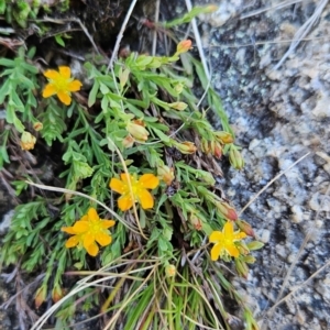 Hypericum gramineum at Namadgi National Park - 5 Dec 2023