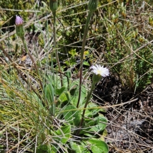 Pappochroma nitidum at Namadgi National Park - 5 Dec 2023 12:21 PM