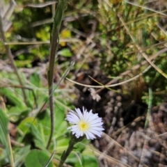 Pappochroma nitidum at Namadgi National Park - 5 Dec 2023