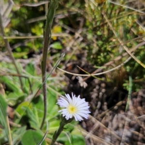 Pappochroma nitidum at Namadgi National Park - 5 Dec 2023