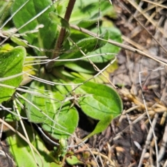 Pappochroma nitidum at Namadgi National Park - 5 Dec 2023