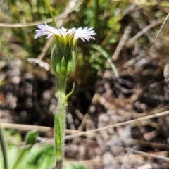 Pappochroma nitidum at Namadgi National Park - 5 Dec 2023