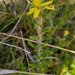 Asterolasia trymalioides at Namadgi National Park - 5 Dec 2023