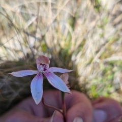 Caladenia moschata (Musky Caps) at Namadgi National Park - 5 Dec 2023 by BethanyDunne