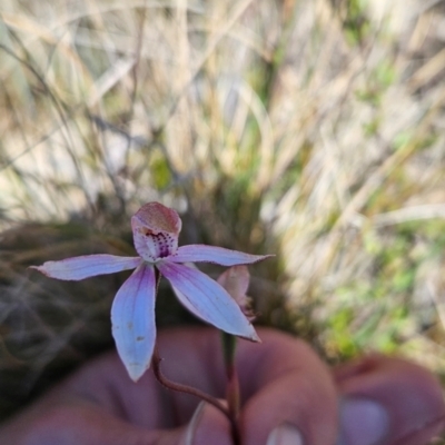 Caladenia moschata (Musky Caps) at Namadgi National Park - 5 Dec 2023 by BethanyDunne