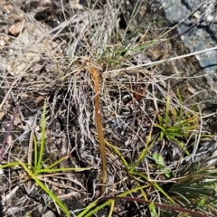 Caladenia moschata at Namadgi National Park - 5 Dec 2023