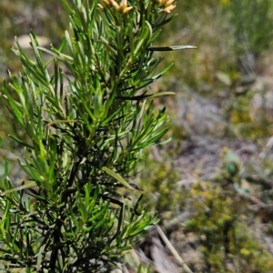 Ozothamnus thyrsoideus at Namadgi National Park - 5 Dec 2023