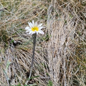 Celmisia tomentella at Namadgi National Park - 5 Dec 2023
