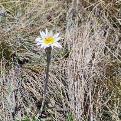 Celmisia tomentella (Common Snow Daisy) at Namadgi National Park - 5 Dec 2023 by BethanyDunne