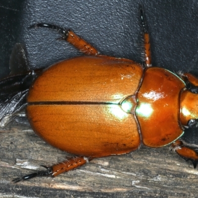 Anoplognathus sp. (genus) (Unidentified Christmas beetle) at Ainslie, ACT - 5 Dec 2019 by jb2602