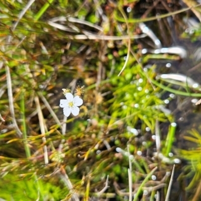 Drosera peltata (Shield Sundew) at Namadgi National Park - 5 Dec 2023 by BethanyDunne