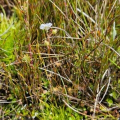 Drosera peltata at Namadgi National Park - 5 Dec 2023