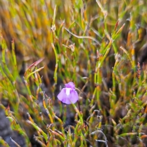 Utricularia dichotoma at Namadgi National Park - 5 Dec 2023 02:09 PM