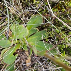 Brachyscome spathulata at Namadgi National Park - 5 Dec 2023