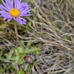 Brachyscome spathulata at Namadgi National Park - 5 Dec 2023 02:15 PM