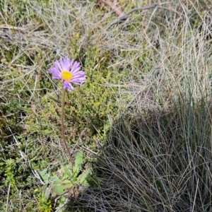 Brachyscome spathulata at Namadgi National Park - 5 Dec 2023 02:15 PM