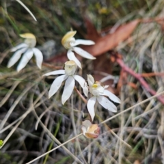 Caladenia moschata (Musky Caps) at Namadgi National Park - 5 Dec 2023 by BethanyDunne