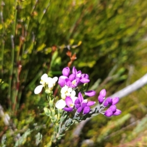 Comesperma retusum at Namadgi National Park - 5 Dec 2023 02:34 PM