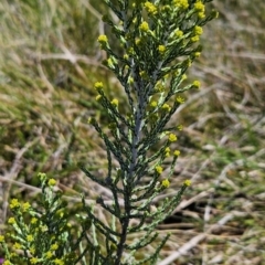 Ozothamnus cupressoides (Kerosine Bush) at Namadgi National Park - 5 Dec 2023 by BethanyDunne