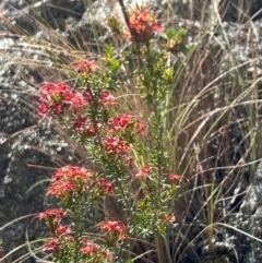 Calytrix tetragona (Common Fringe-myrtle) at Googong Foreshore - 5 Dec 2023 by SimoneC